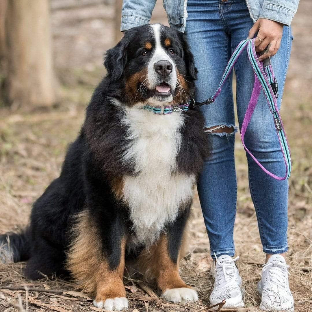 Dog Leash - Reflective Dog Leash for Active Adventures, Puppy Essentials, Durable Dog Leashes for Large Dogs Heavy Duty, Gentle Leader for Dogs, Small Dogs, Violet & Celeste