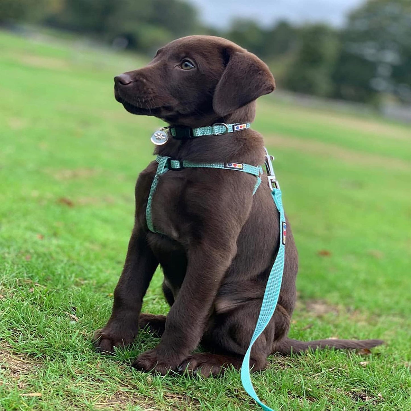 Reflective Extra Small/Small 6 Ft Dog Leash - Ideal for Puppies and Small Breeds, Matching Collar and Harness Available Separately