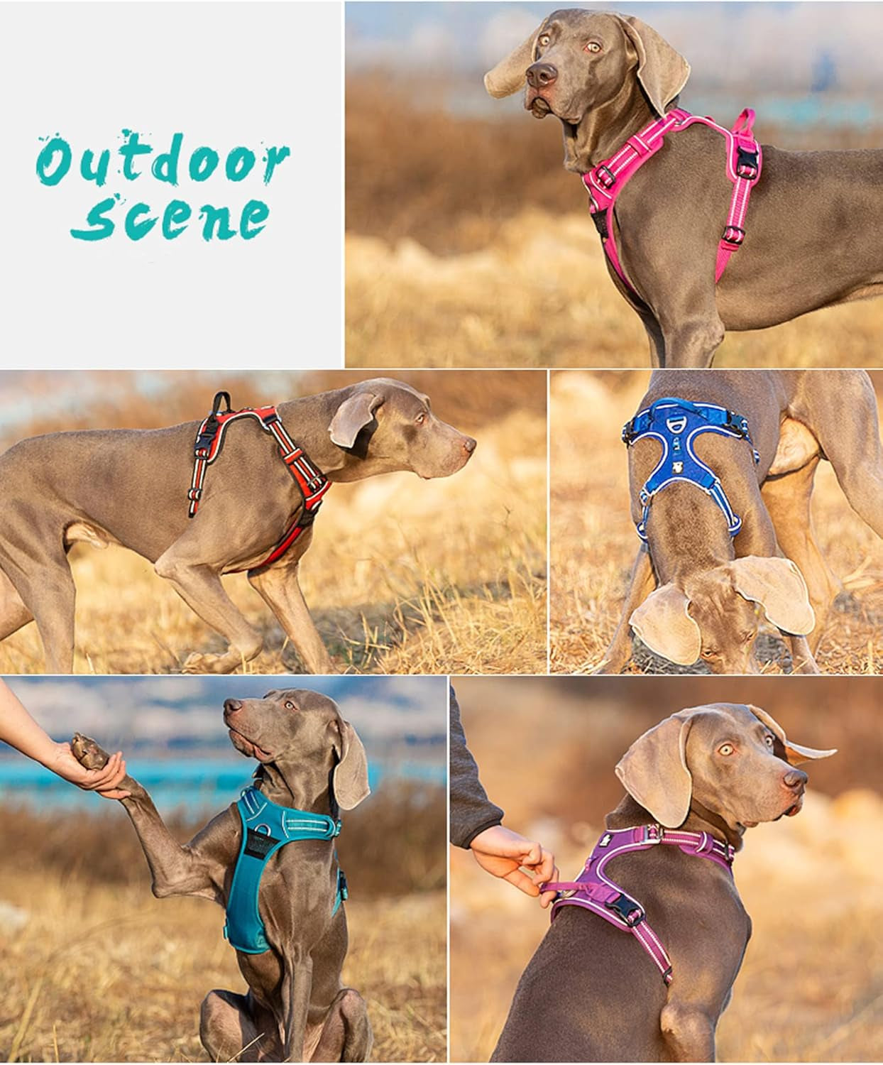 Truelove TLH56512 Adjustable No Pull Dog Harness - Comfortable, Reflective, and Stylish in Orange